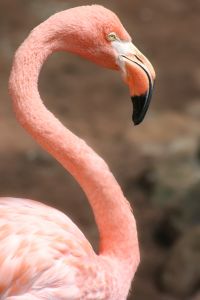 african safari tours