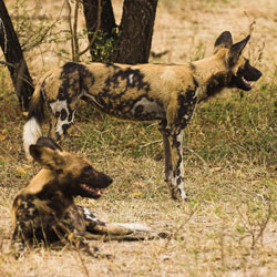 African wild dogs in Selous Tanzania